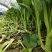 广东菜心菜苔甜菜心基地直供品质保证量大从优联