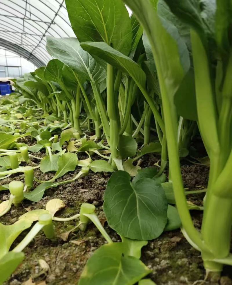 广东菜心菜苔甜菜心基地直供品质保证量大从优联