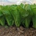 推荐安徽毛白菜小白菜产地直供量大从优供全国商超市场