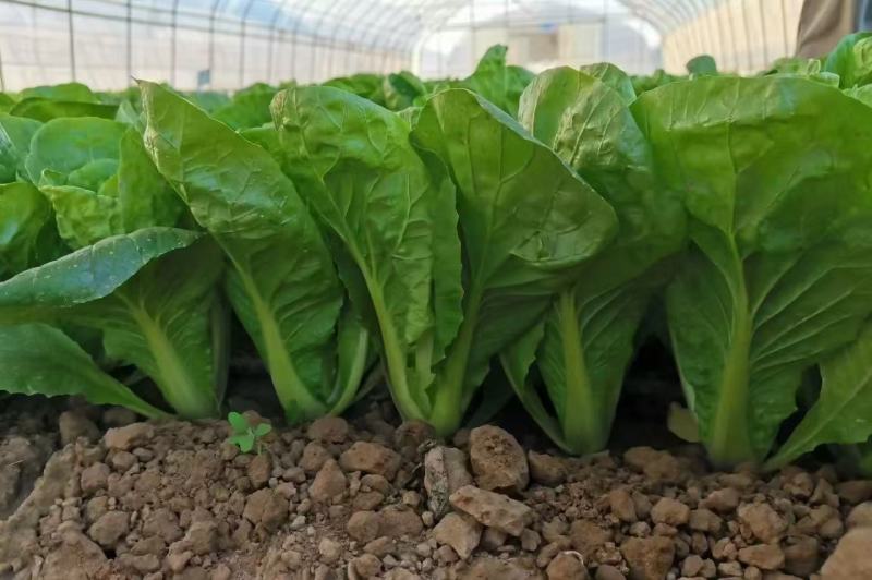 推荐安徽毛白菜小白菜产地直供量大从优供全国商超市场