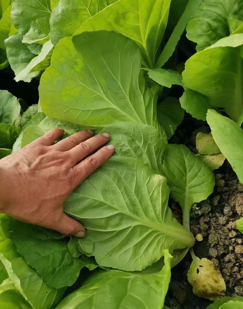 推荐安徽毛白菜小白菜产地直供量大从优供全国商超市场