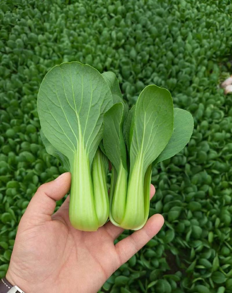 热卖上海青安徽上海青太和油菜产地直供量大从优联系