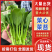 广东菜心菜苔甜菜心基地直供品质保证量大从优联