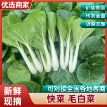 推荐安徽精品黑夜白小白菜基地直供实力代发全国商超市