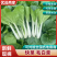 推荐安徽精品黑夜白小白菜基地直供实力代发全国商超市