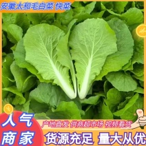 推荐安徽毛白菜小白菜产地直供量大从优供全国商超市场