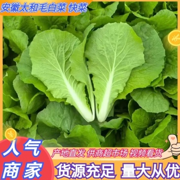 推荐安徽毛白菜小白菜产地直供量大从优供全国商超市场