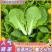 推荐安徽毛白菜小白菜产地直供量大从优供全国商超市场