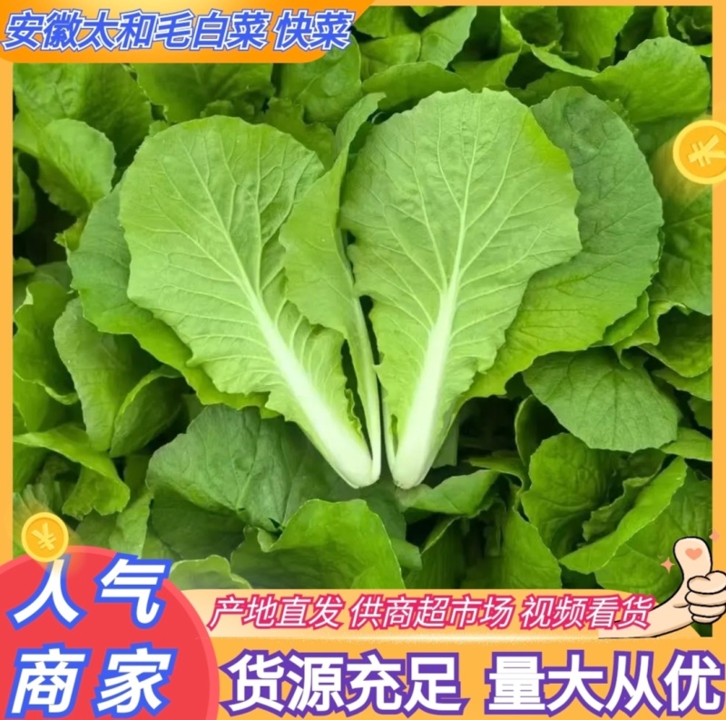 推荐安徽毛白菜小白菜产地直供量大从优供全国商超市场