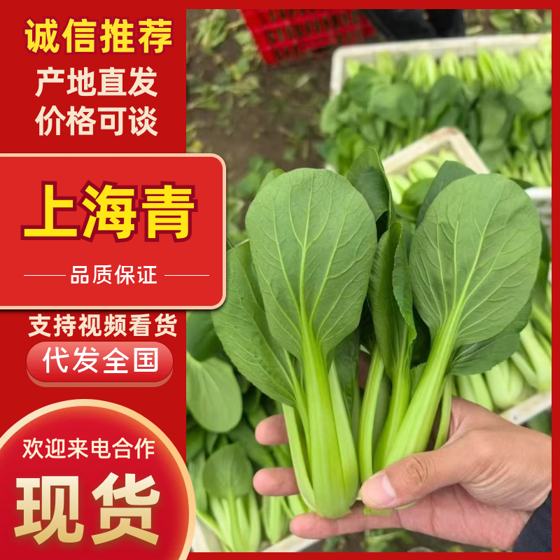 热卖上海青安徽上海青太和油菜产地直供量大从优联系