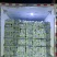 广东菜心菜苔甜菜心基地直供品质保证量大从优联