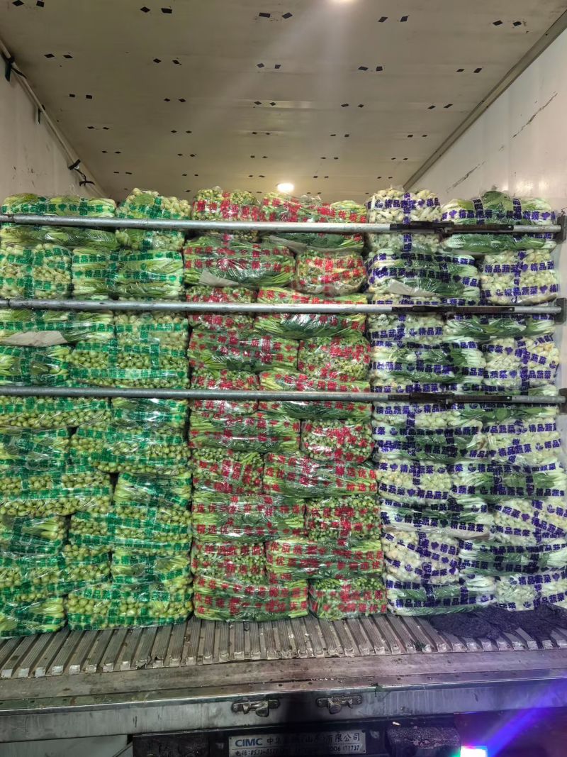推荐安徽精品黑夜白小白菜基地直供实力代发全国商超市
