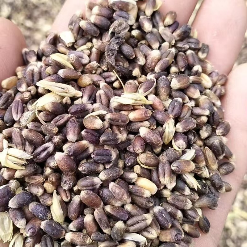 甘肃黑小麦产地直发常年稳定供应量大价优欢迎来电咨询