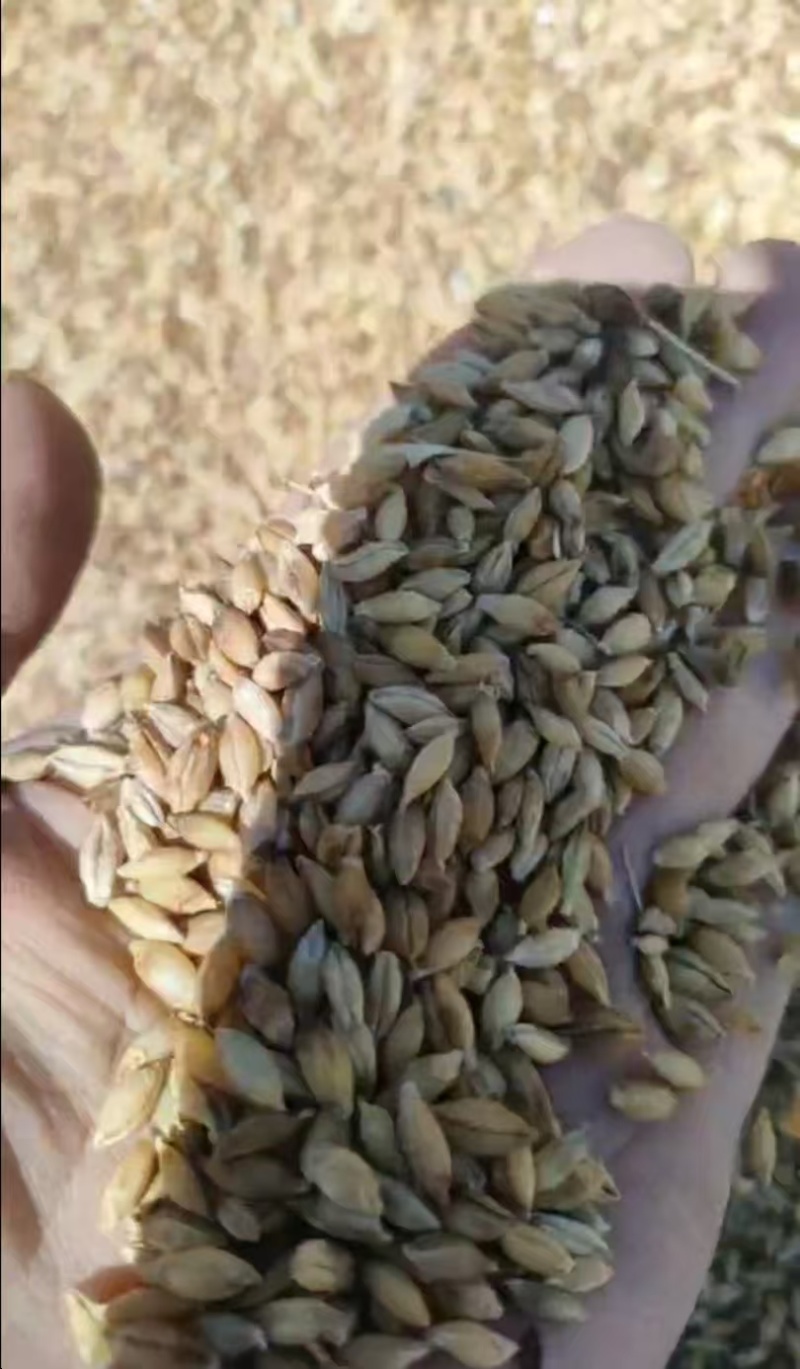 【推荐】甘肃青稞产地直发一手货源整车发货欢迎来电咨询