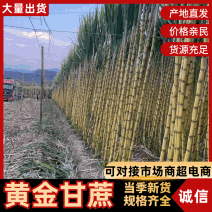 黄皮甘蔗黄金甘蔗基地直销量大质优价格优惠欢迎咨询
