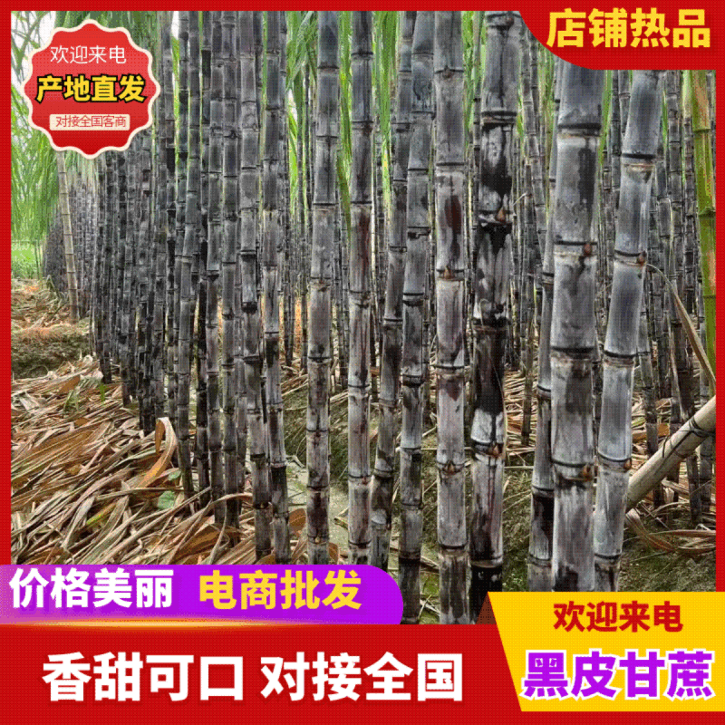 黑皮甘蔗，韶关翁源，现砍现发，基地货源，量大从优，欢迎～