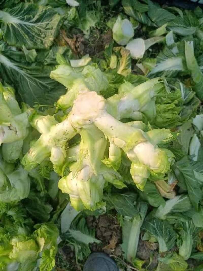 儿菜，对接加工厂，市场电商，保质保量，价格可谈，欢迎咨询