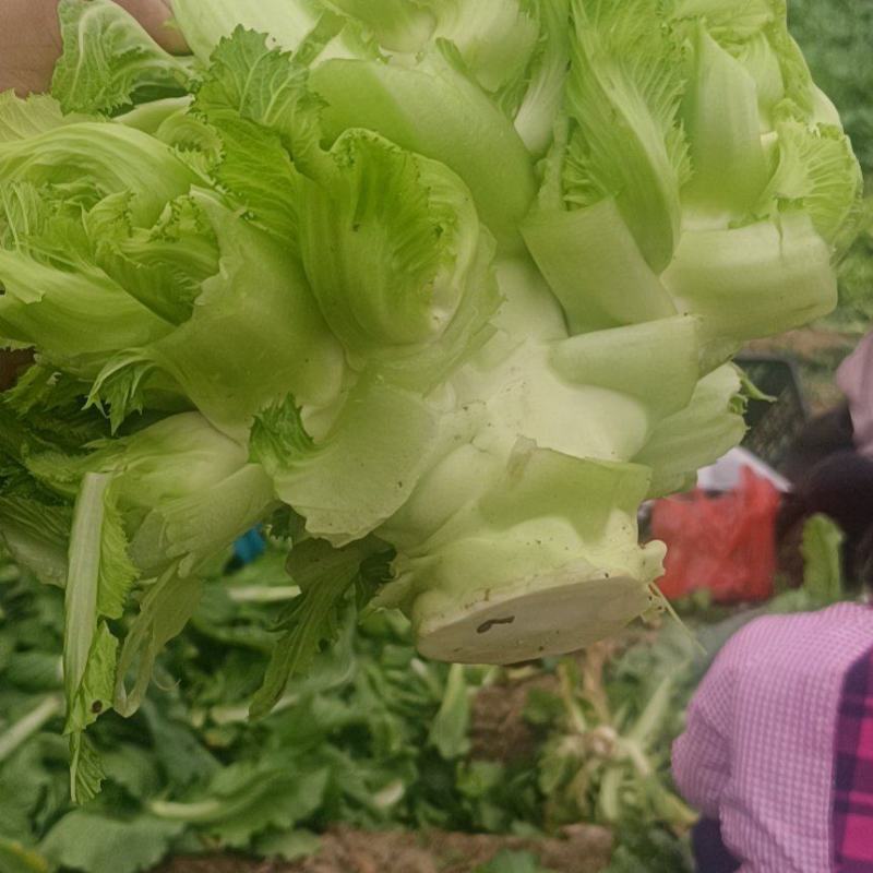 儿菜，对接加工厂，市场电商，保质保量，价格可谈，欢迎咨询