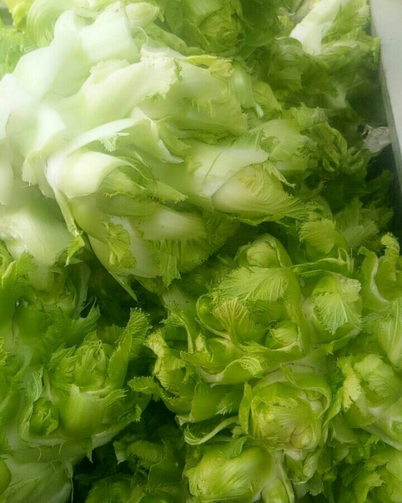 儿菜，对接加工厂，市场电商，保质保量，价格可谈，欢迎咨询