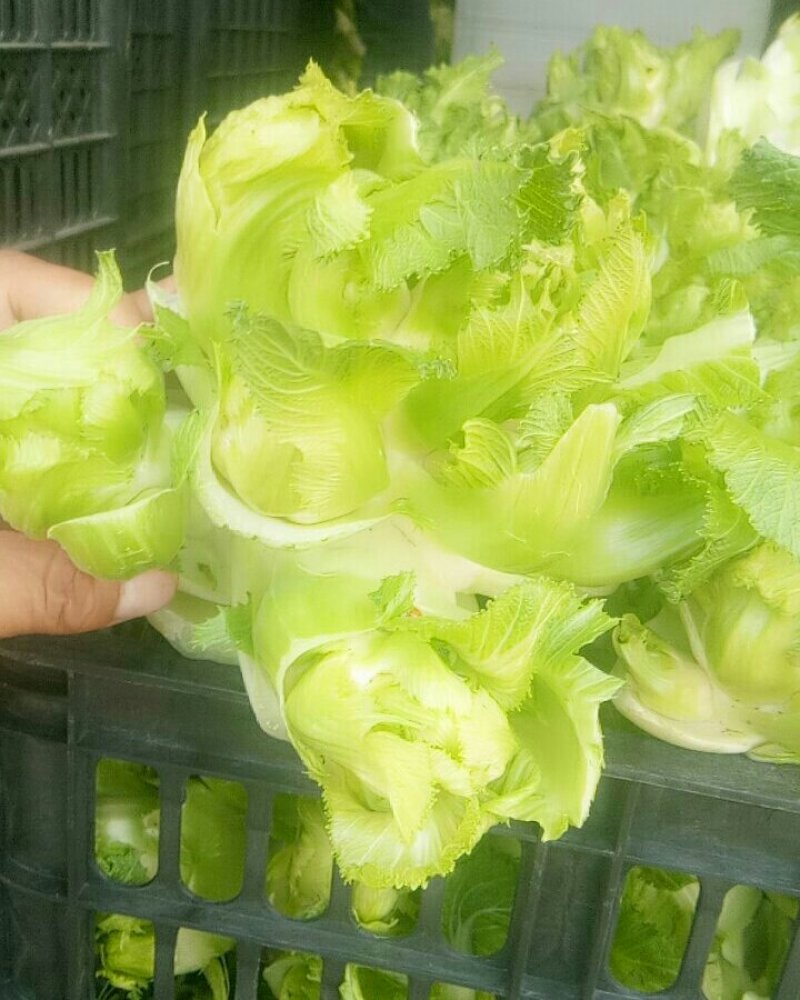 儿菜，对接加工厂，市场电商，保质保量，价格可谈，欢迎咨询