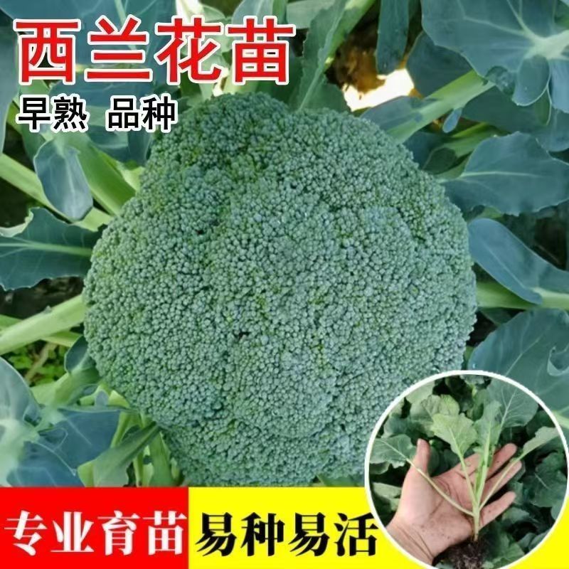 西兰花苗专业育苗易种易活早熟品种不包邮带土发货
