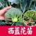 西兰花苗专业育苗易种易活早熟品种不包邮带土发货