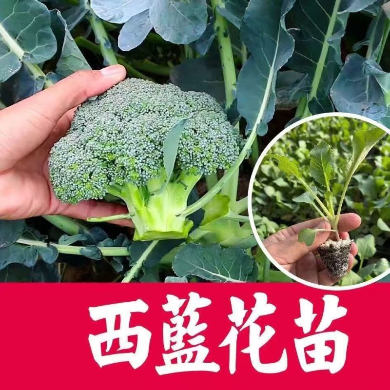 西兰花苗专业育苗易种易活早熟品种不包邮带土发货