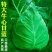 牛心甘蓝苗带育苗土发货冬性强不易抽苔价格合理不包邮
