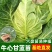 牛心甘蓝苗带育苗土发货冬性强不易抽苔价格合理不包邮