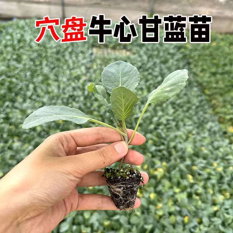 牛心甘蓝苗带育苗土发货冬性强不易抽苔价格合理不包邮