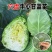 牛心甘蓝苗带育苗土发货冬性强不易抽苔价格合理不包邮