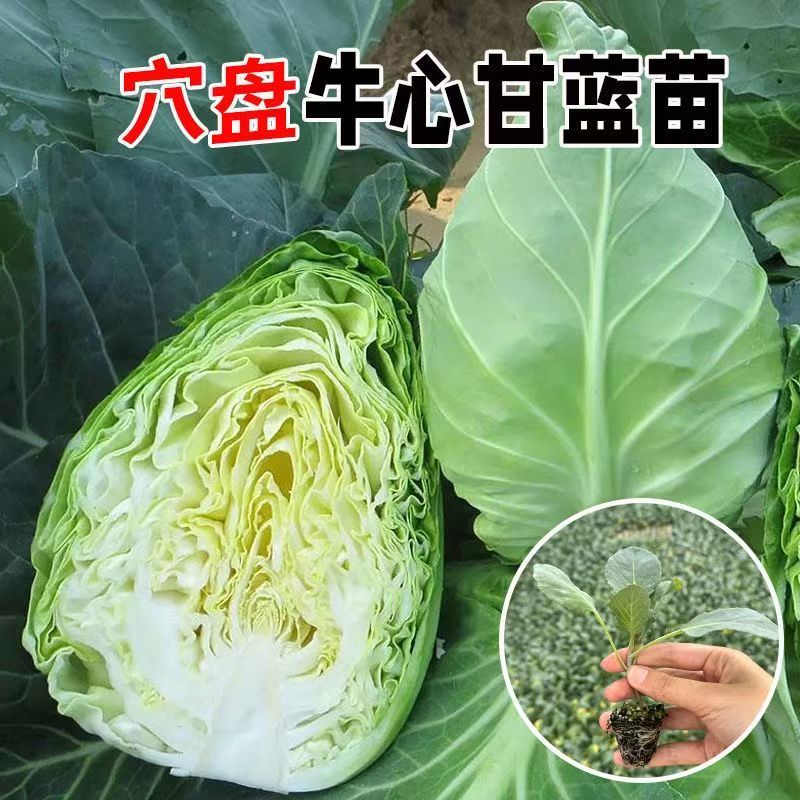 牛心甘蓝苗带育苗土发货冬性强不易抽苔价格合理不包邮