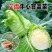 牛心甘蓝苗带育苗土发货冬性强不易抽苔价格合理不包邮