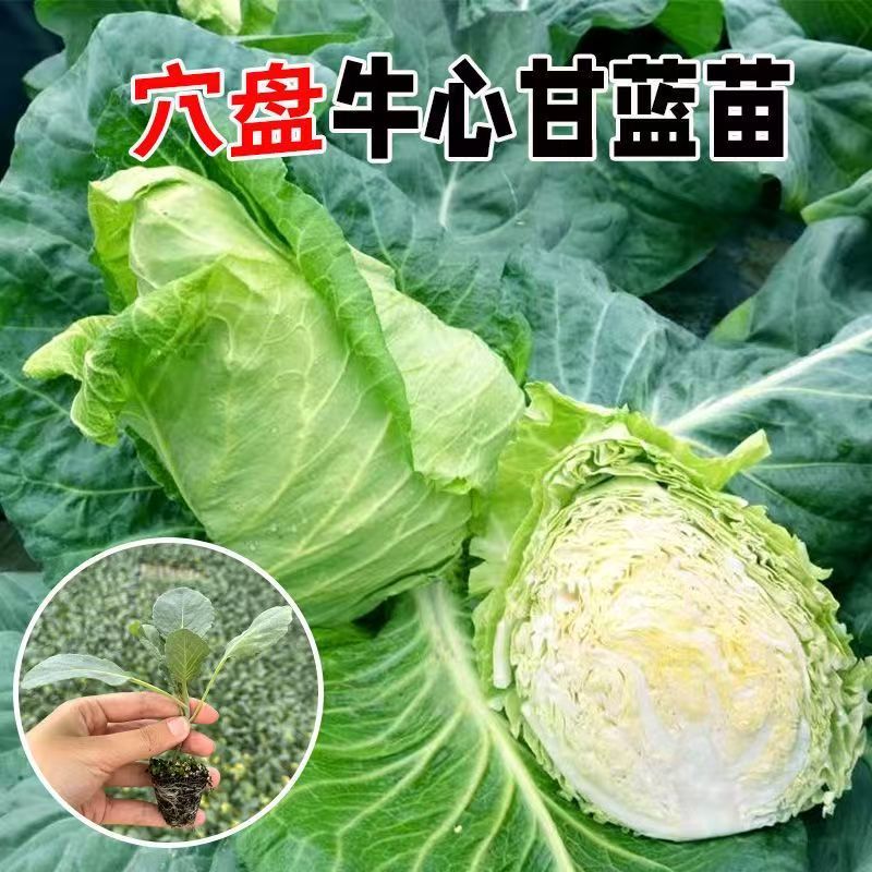 牛心甘蓝苗带育苗土发货冬性强不易抽苔价格合理不包邮
