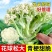菜花苗有机花菜苗松花菜苗青梗生长势旺好管理不包邮