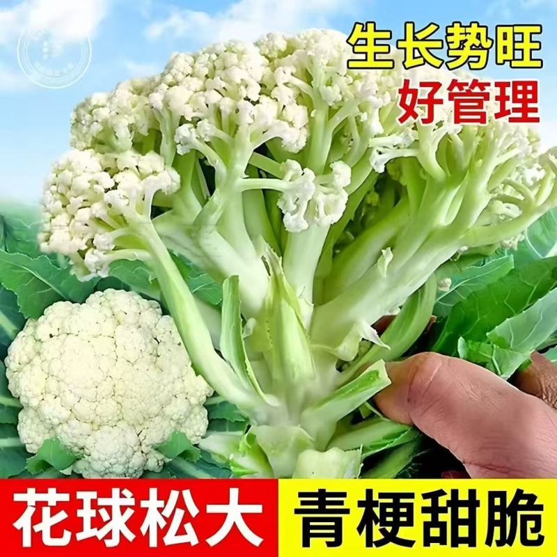 菜花苗有机花菜苗松花菜苗青梗生长势旺好管理不包邮