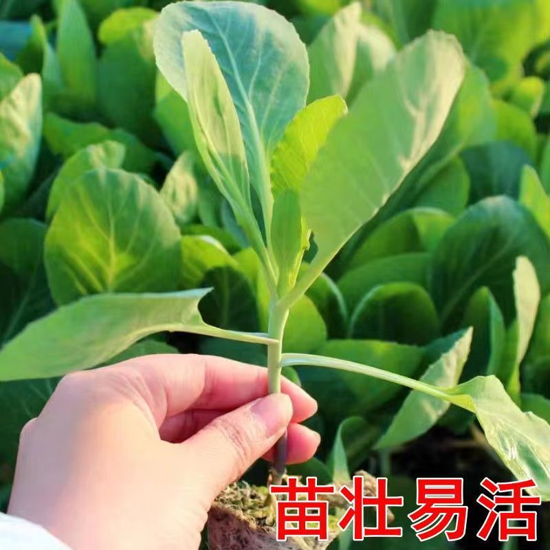绿甘蓝苗高产丰收苗壮易活早熟高产带土发货