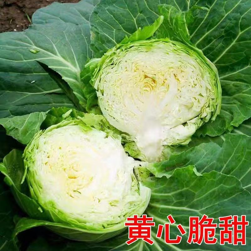 绿甘蓝苗高产丰收苗壮易活早熟高产带土发货