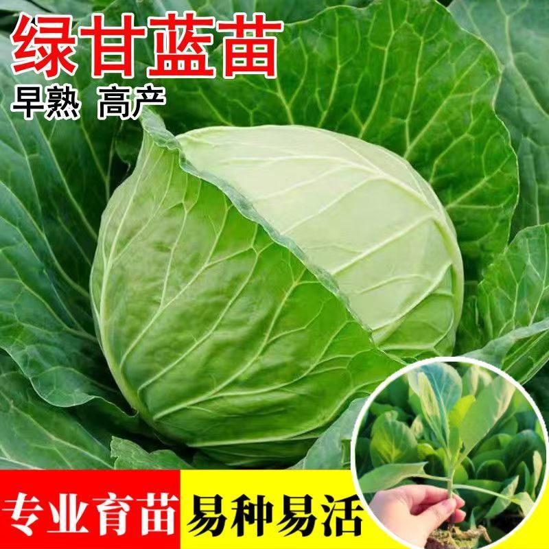 绿甘蓝苗高产丰收苗壮易活早熟高产带土发货