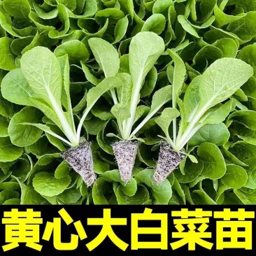 白菜苗黄心白菜苗易种易活提供技术带土发货不包邮