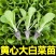 白菜苗黄心白菜苗易种易活提供技术带土发货不包邮