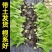 白菜苗黄心白菜苗易种易活提供技术带土发货不包邮