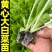白菜苗黄心白菜苗易种易活提供技术带土发货不包邮