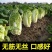 白菜苗黄心白菜苗易种易活提供技术带土发货不包邮