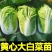 白菜苗黄心白菜苗易种易活提供技术带土发货不包邮