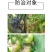 40%嘧霉胺番茄黄瓜草莓柑橘灰霉病叶霉病专用农药杀菌剂