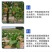 1.8%辛菌胺醋酸盐腐烂病果锈病干腐病果树清园杀菌剂涂喷