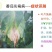 40%嘧霉胺灰霉病专用杀菌剂灰霉病菌核病叶霉病农用杀菌剂