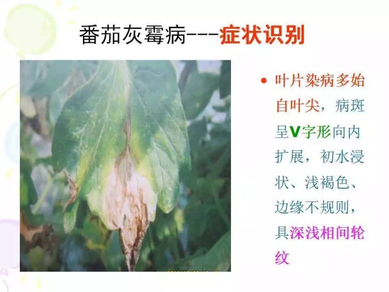 40%嘧霉胺灰霉病专用杀菌剂灰霉病菌核病叶霉病农用杀菌剂