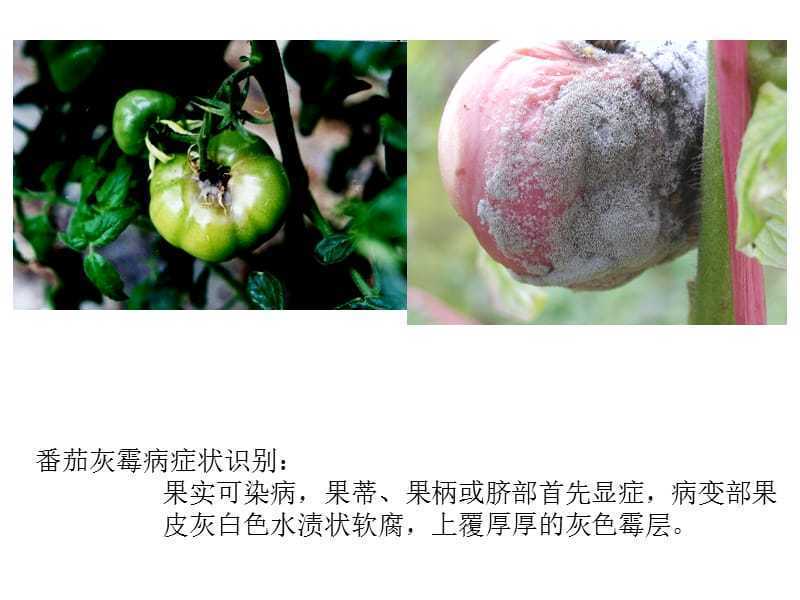 40%嘧霉胺灰霉病专用杀菌剂灰霉病菌核病叶霉病农用杀菌剂